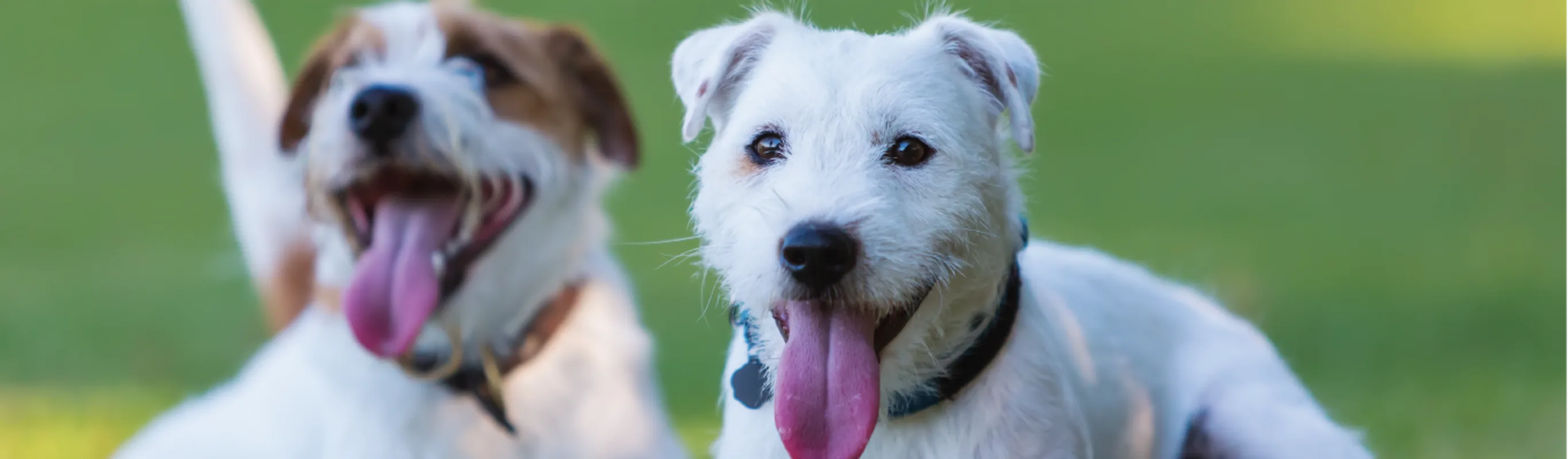 Dogs with tongues out 